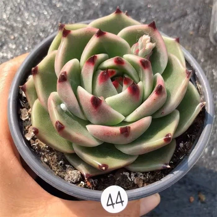 35