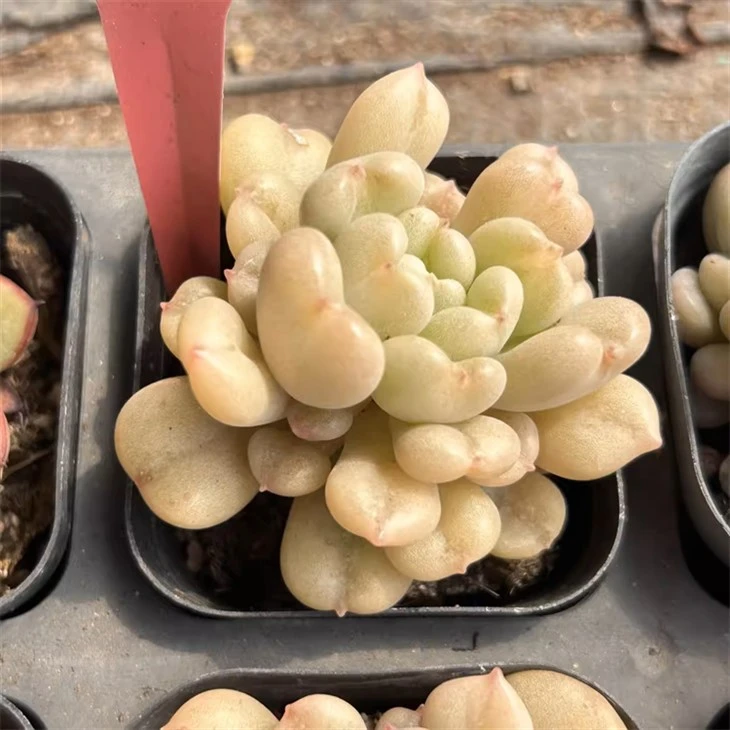 Pachyphytum ‘Blue Haze’