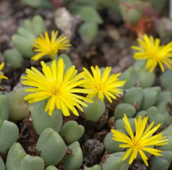 Conophytum Bilobum factory