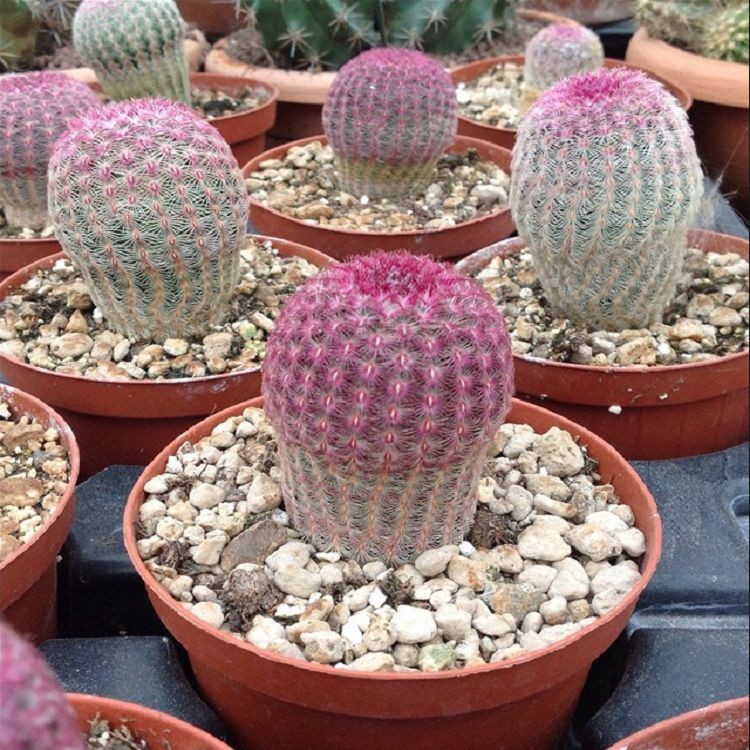 Echinocereus Rigidissimus best