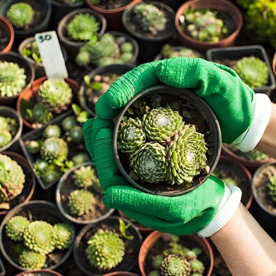 Por que as plantas suculentas são mais populares?