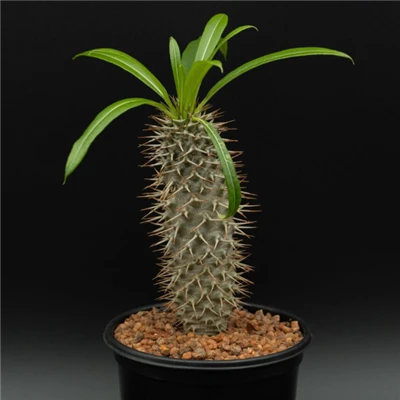 Pachypodium Lamerei
